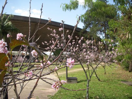8月23日、サンパウロ大学の敷地内で咲き始めたヒマラヤザクラ