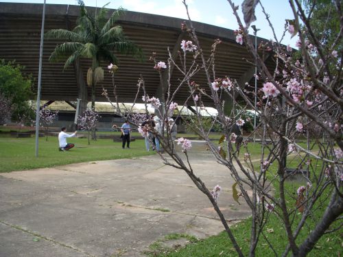 8月23日、サンパウロ大学の敷地内で咲き始めたヒマラヤザクラの前で記念撮影する人々
