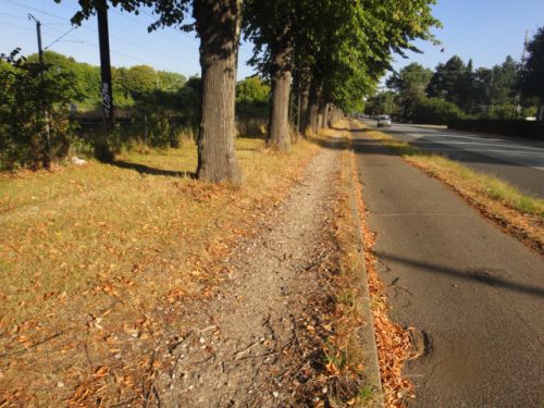 道路の脇の歩道も落ち葉が