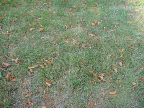 庭の芝生にも落葉が