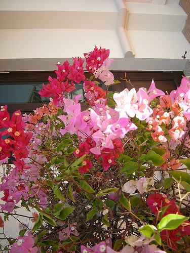 気候のよさも人気条件のひとつです