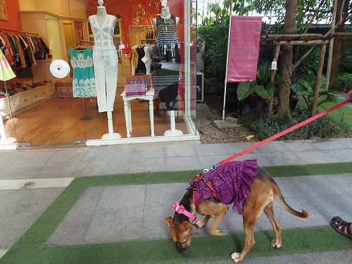 ショッピングよりも散歩がメインになりますが