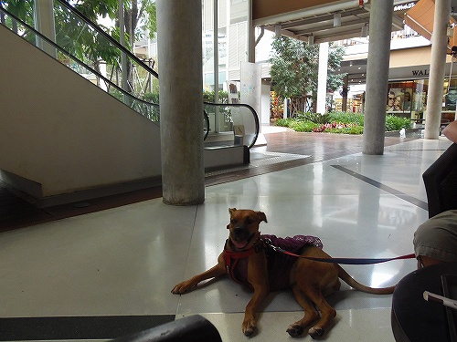 外のテーブルならカフェだってオーケー