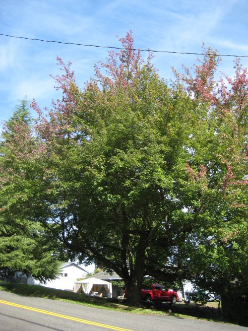 隣人宅の大樹で、秋の間、窓越しに紅葉を楽しんでいます