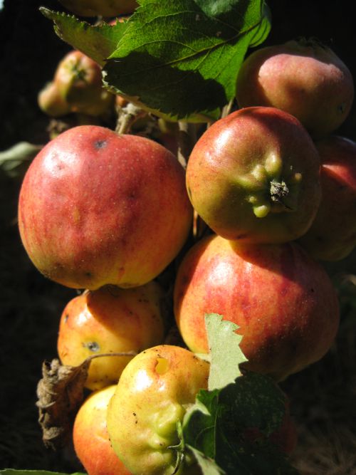 庭のリンゴも色づき始めました