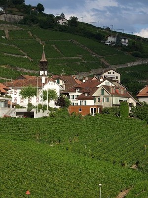 一面のブドウ畑の中の小さな村。絵葉書を切り取ったかのよう。