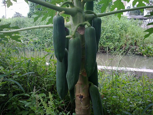 こちらは熟するのを待ってから食べるのが良いそうです