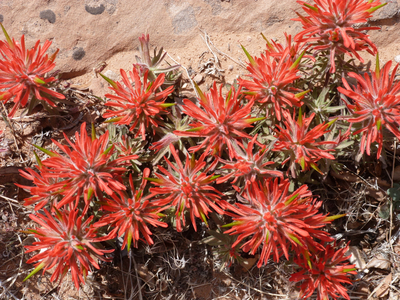 この島々でしか見られない、固有の植物もあるため、自然保護は必須。
