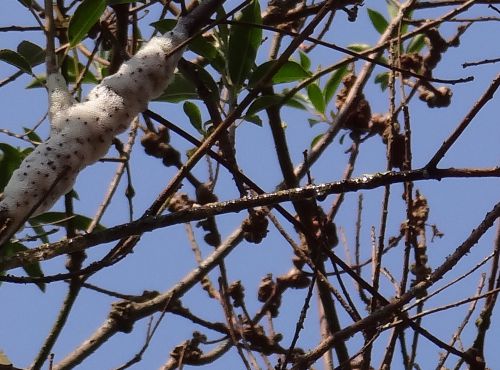 水不足の話題が深刻化して以降、枝から水滴を落とすようになった木。枝に滴が見える