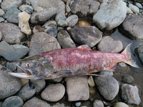 長い旅を終えて息絶えた鮭