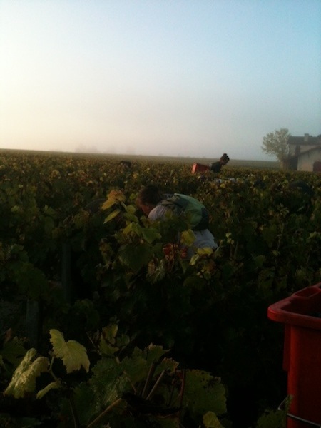 二人一組で向かい合わせになって収穫