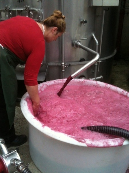 収穫二日後の様子！発酵中です