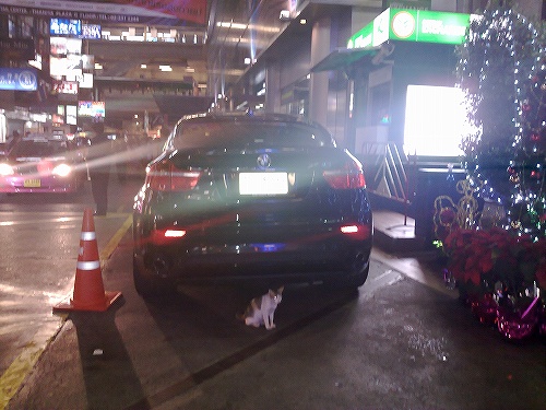 「人間は慌しいニャン！」と思われてるかな