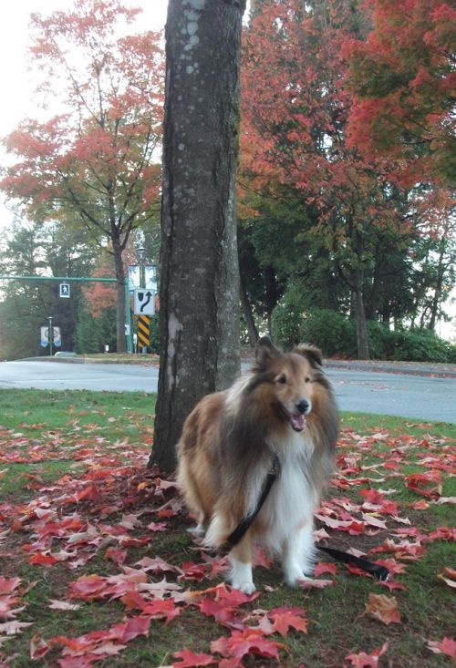 ペットも訪れていいというのが、いいなと思いました。