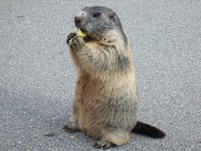 観光客からリンゴの芯をもらって、喜んで頬張るマーモット。