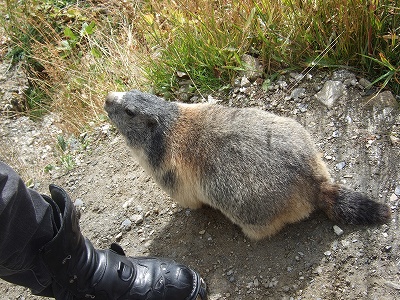 まだお腹がすいているのか、食い意地がはっているだけなのか。別の観光客に迫るマーモット（笑）。