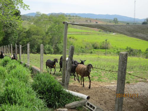 サンパウロ州モジダスクルーゼス市のイタペチ地区にある羊牧場の風景