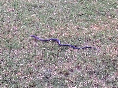 長さは6〜70センチくらいだったような