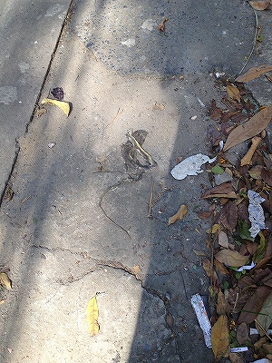 クルクルと巻いた状態で干からびたヘビ　