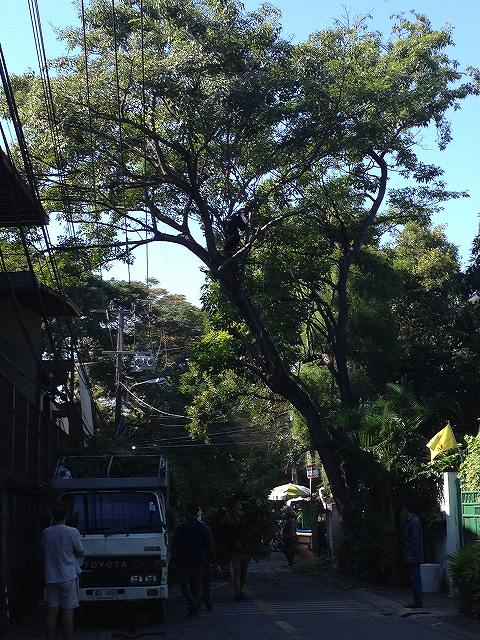 このサイズの樹が一杯生えています