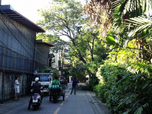 樹の中央あたりです