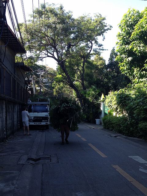 切った枝はこんな風にして運ばれます　すべて手作業
