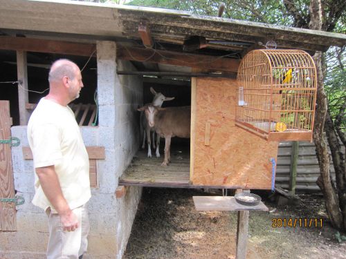 胃袋がブシャーダになるブラジルの羊たち