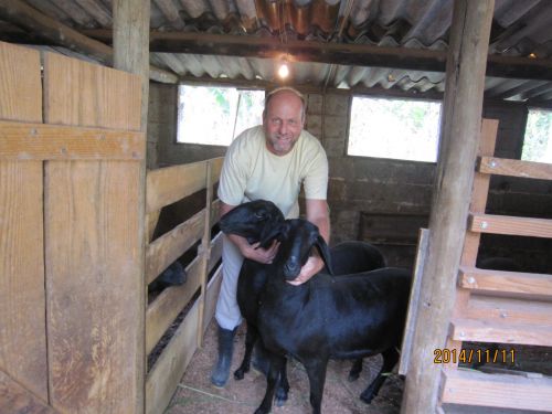 サンパウロ市近郊の羊の育種農場で飼われているブラジル・オリジナル肉用種の黒い羊