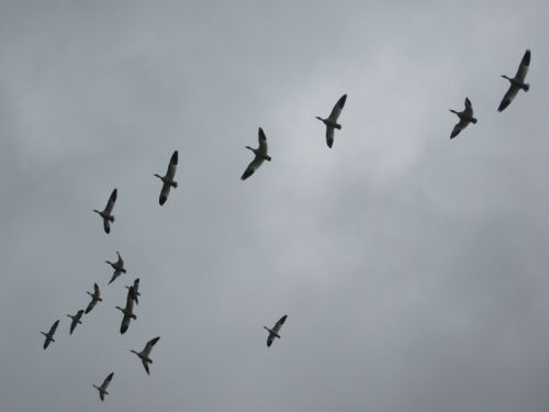 優美に空を舞う