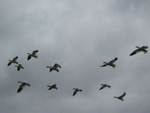 群れは家族なのでしょうか？