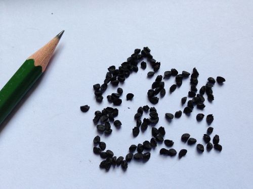 カルソットの種　黒くて小粒で　とても軽いです。
