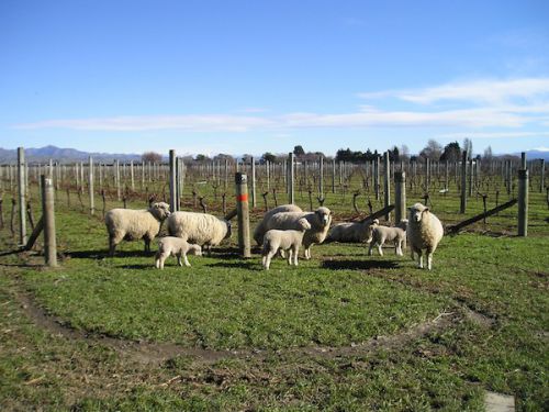 美味しいチーズは、ヒツジさんたちのお陰