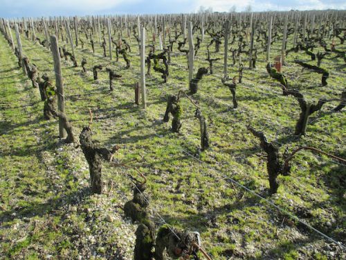 剪定をし来シーズンに備える冬