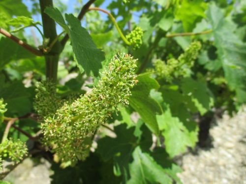 ５月頃お花が咲きます