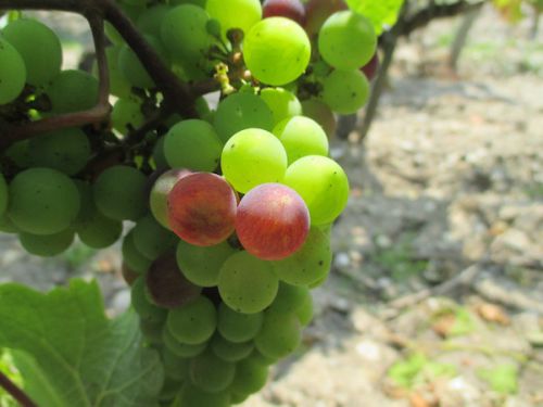 ７月にはブドウの色がつきはじめます