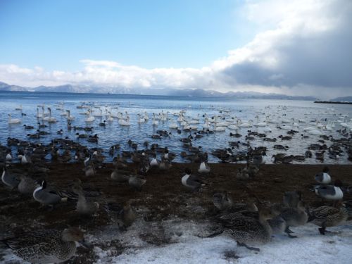 コガモもたくさんいます