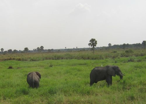 数十頭はいたかと思われるゾウの群れ