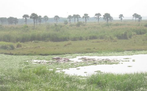 水たまりにプカーッと浮いているのは全部カバです