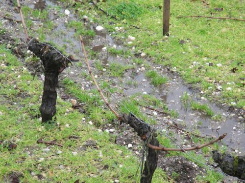 剪定後、２本ずつ枝が残っています