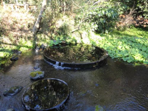 柿田川公園の湧水