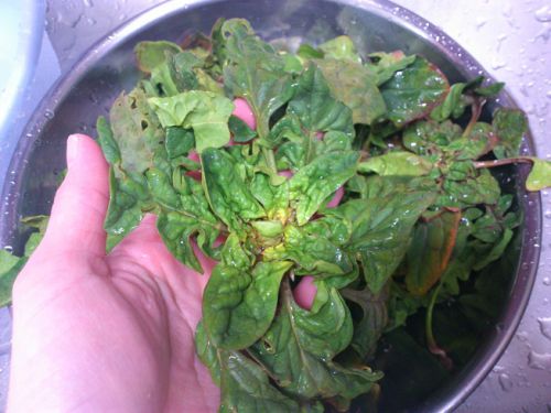 根元を割いて茹で、韓国ほうれん草「ナムル」にします