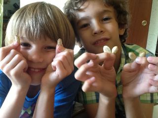 かぼちゃのたね！