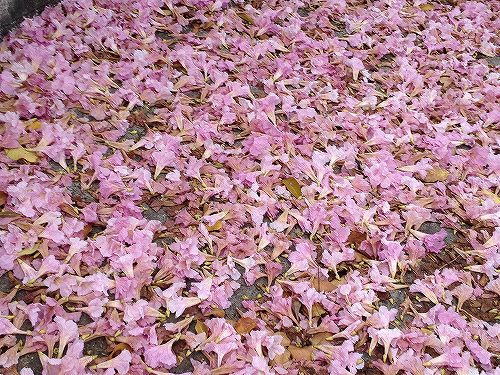 可憐なピンク色は桜とそっくりです