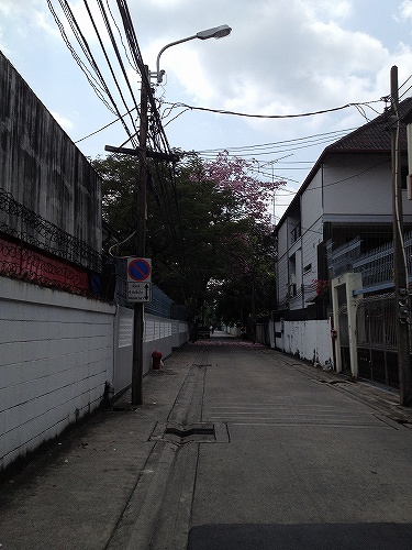 木が重なり合って花が目立ちませんが…