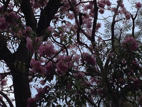 咲いている様子は桜と似ているような気がします