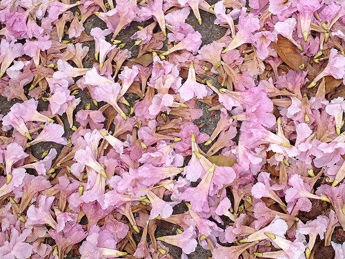 あー、春の日本に帰りたいなぁ。。。