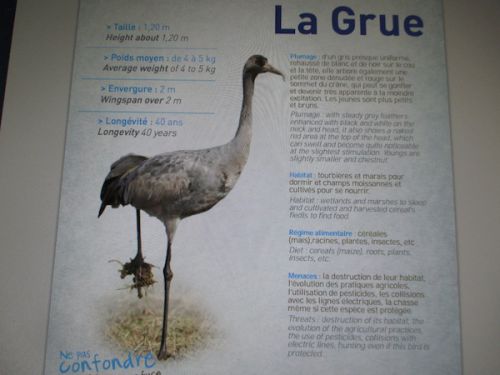 鶴の様子はカメラに撮れず、代わりにこの黒鶴の全体像をのせます