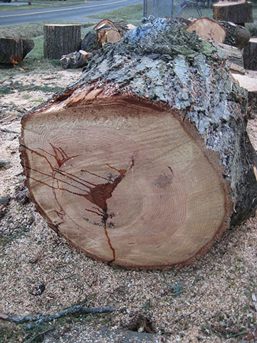 我が家のトレードマークとも言えた松の大木、伐採後の姿