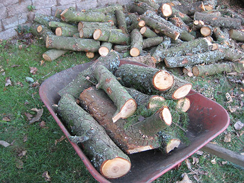 枝でさえ、これぐらいの太さがあります