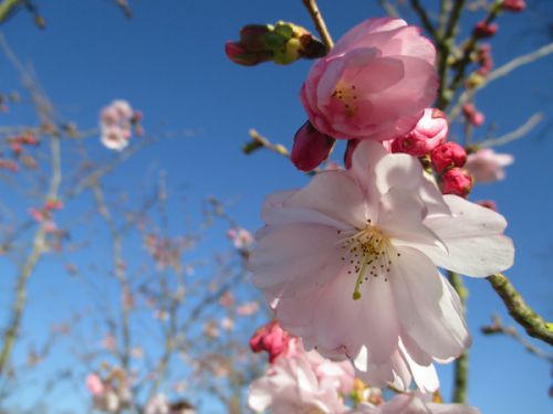 フランスといえばピンクの八重桜
